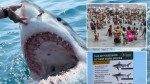 Sharks in Long Island waters the ‘new norm’ after uptick in bites last summer