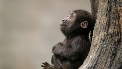 Woodland Park Zoo Welcomes Endangered Baby Gorilla