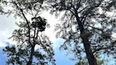 Mystery Plant: Shortleaf pine, Short-needle pine, Pinus echinata