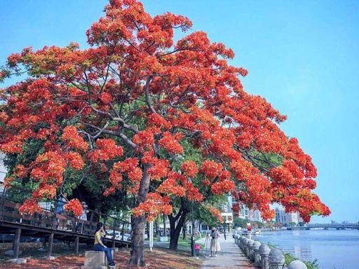 520浪漫情人節遊高雄 愛河鳳凰花熱情綻放