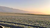 Preocupación de productores por el impacto de las heladas en los cultivos de frutillas en Tucumán