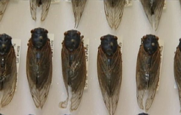 Illinois' historic cicada emergence is winding down, but another cicada is coming