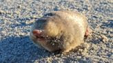 Shimmering golden mole thought extinct photographed and filmed over 80 years after last sighting