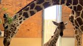 Giraffe calf born at Abilene Zoo Friday