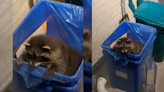 Toronto raccoon: 'Trash panda' finds itself in new territory — a recycling bin