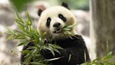 Pandas Will Return to the National Zoo in Washington D.C. by the End of 2024