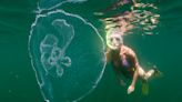 Should you really pee on a jellyfish sting?