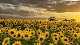 You can visit this sensational sunflower field near Birmingham for free this summer