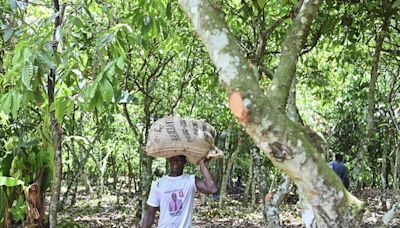 Cocoa Climbs on Concern More Rains Needed in Key Growing Areas