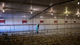 Vinculan muerte en México con cepa de gripe aviar nueva en humanos