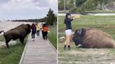 Reckless tourists almost GORED by raging bison while taking selfies with beasts