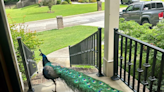 Social media is abuzz with an 'elusive peacock' on the loose in Houston County