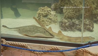 NC stingray no longer pregnant, aquarium says