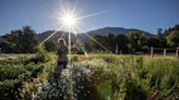 In the ashes of a devastating Sierra fire, a flower farm blooms