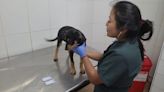 Día Mundial del Perro Sin Raza en Bogotá, una oportunidad para adoptar