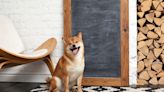 Shiba Inu Could Reach $1 -- in About 10,270 Years