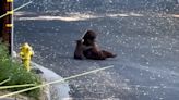 Adorable video shows mama bear, cub playing on Southern California street