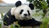 Living in zoos outside their natural environment may disrupt pandas – study