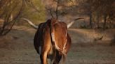 Breeding cows that fart less could help curb global warming: new study