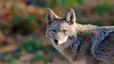 Forest Service warns of coyote attack on NC hiking trail