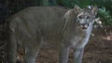 Endangered panthers run over and killed in Florida