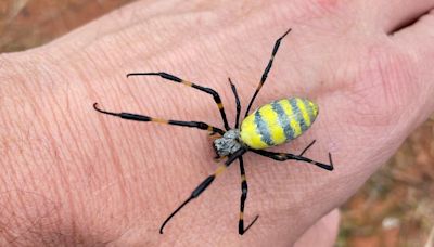 Large, flying, invasive Joro spiders are on their way to NJ. Everything you should know