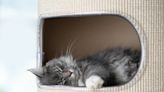 'A puuurfect purchase': Buy now and get 14% off this best-selling cat cave
