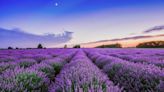 Ahh... Relax and be calm: Best lavender farms in New Jersey