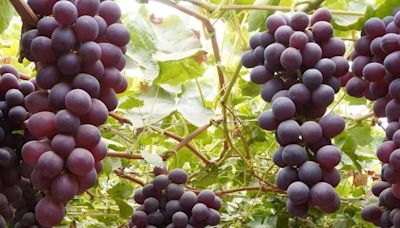 Qué pasa si comes uvas todos los días