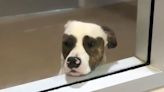 'Adorable' Rescue Dog Who 'Spent Hours Every Day' Looking Out Window for a Family Gets Adopted (Exclusive)