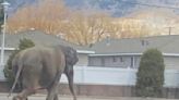 Elefanta escapa de circo y deambula por calles de Montana; se asustó por escape de un vehículo