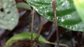 Video shows leeches can really jump