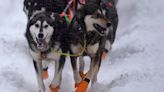 Multiple Dog Deaths At 2024 Iditarod Reignite Pleas To End The Annual Race