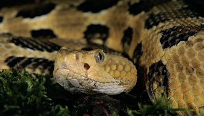 Colorado has a "mega-den" of rattlesnakes – now you can watch them live on this webcam