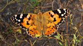 How a group of butterflies flew 2,600 miles across the Atlantic Ocean without stopping