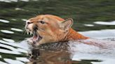 Watch dramatic rescue of two young mountain lions from reservoir release that "likely would have drowned them"