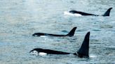 ¿Cuál será el castigo? Hombre que arriesgó su vida al saltar entre orcas en Nueva Zelanda fue sancionado