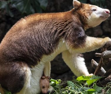 Canguro de árbol de 7 meses se asoma de la bolsa de su mamá en el Zoológico del Bronx