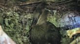 Zoo’s hamerkop chick joins parents on branch after fledging