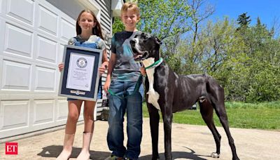 World's Tallest Dog Kevin dies. Check breed name, height, Guinness Book records