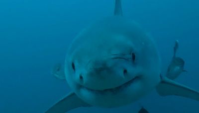 Female great white shark spotted twice off Alabama coast in past month