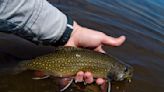 Yellowstone reveals plan to halt spread of invasive brook trout