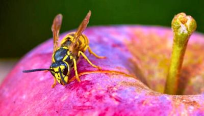 Get rid of wasps in your home in 5 minutes using an ‘easy’ to make homemade trap