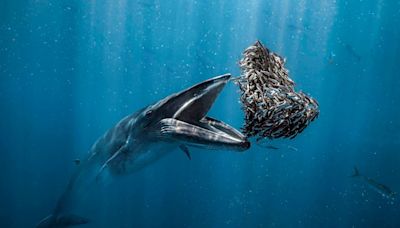 Beautiful, Mesmerizing Sea-Life Images: 18 Winners Of Ocean Photographer Of The Year