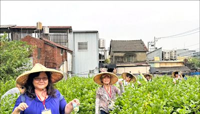 花壇有機茉莉花田 今年達5公頃