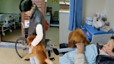 Loyal pet dog warms hearts with daily hospital visits to unwell owner in China