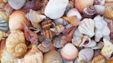 Seashell Festival to draw hundreds to Eau Gallie Civic Center