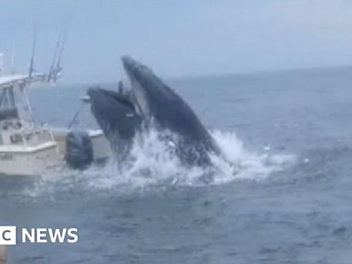 Breaching whale capsizes boat and sends two people overboard