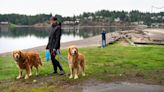 Thinking of walking your dog without a leash? Tacoma leash law violators face $513 fine