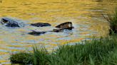 NASA Data Helps Beavers Build Back Streams - NASA